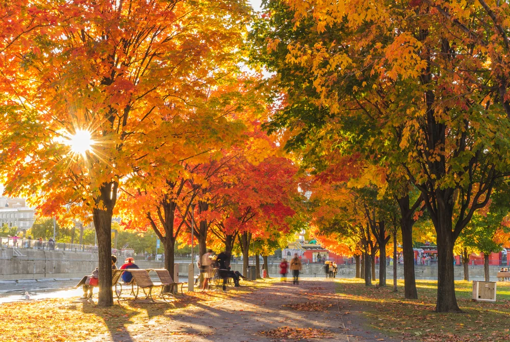 A park pictured during the best time to visit Montreal, with orange leaves on the trees and leaves on the ground