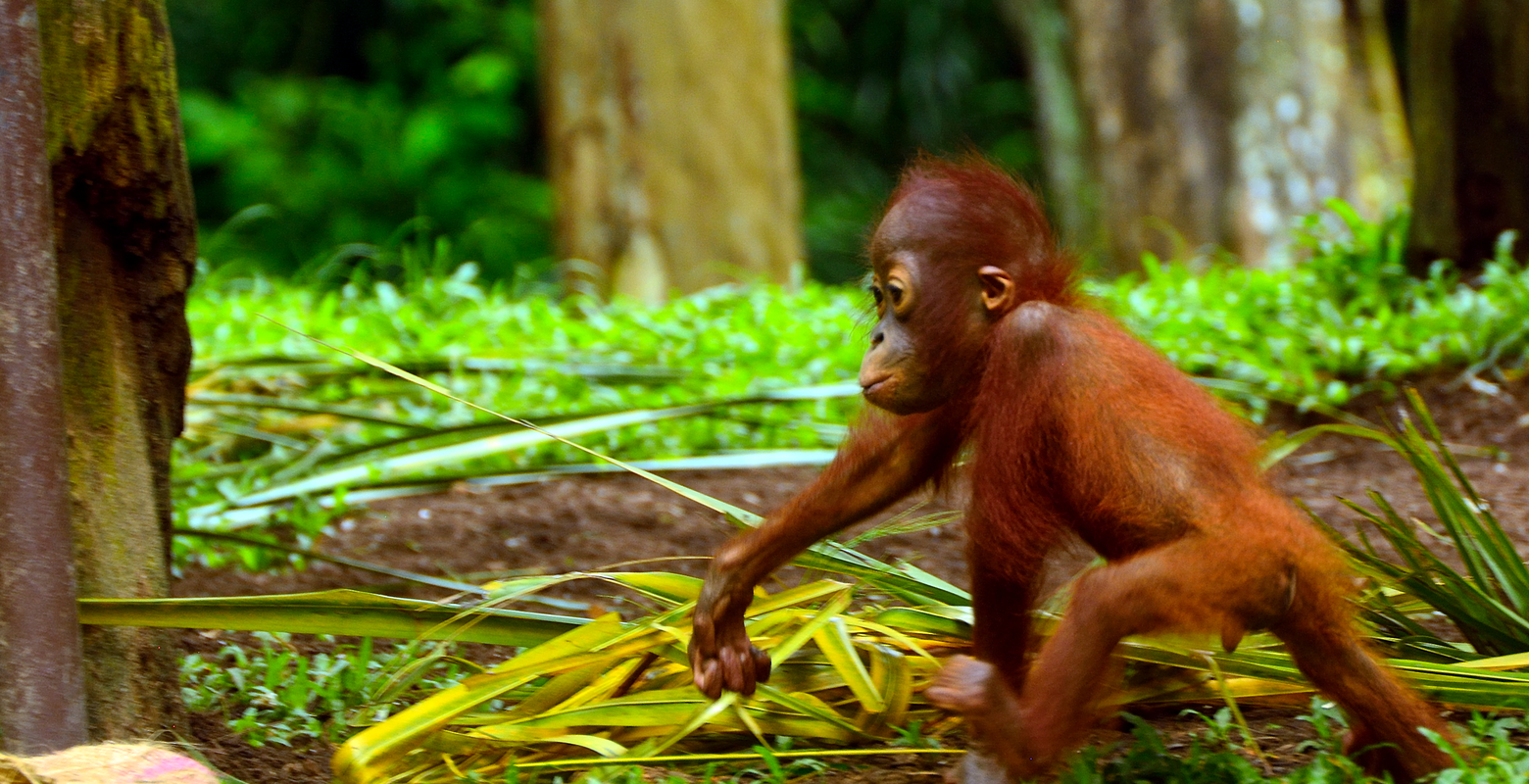 Sumatran orangutan walking through the forest happily