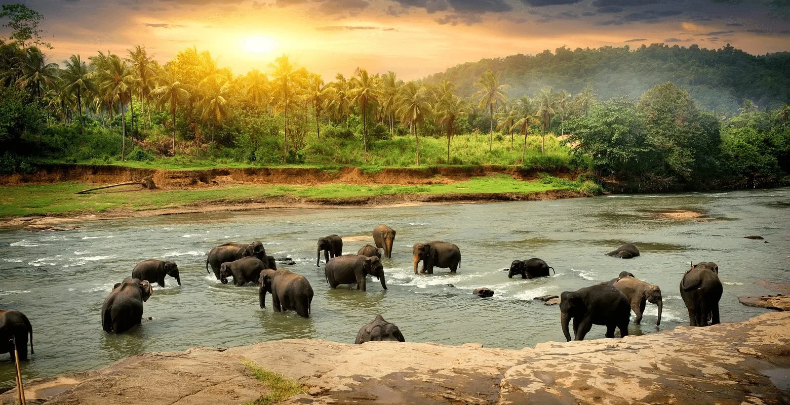 Volunteer to Work With Sri Lankan Elephants