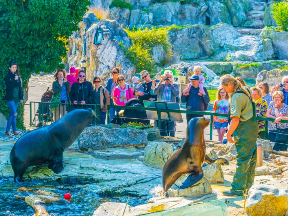 Sea lions at the Schönbrunn Zoo in Austria, one of the world's best zoos