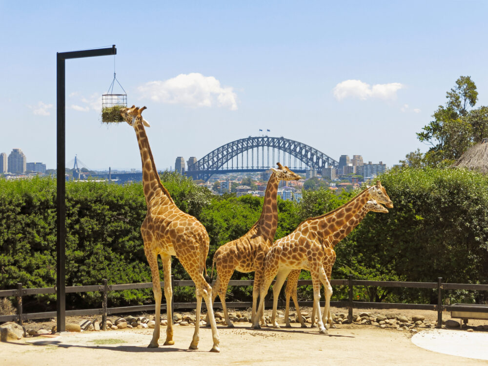 Giraffes eat grass at the Tronga Zoo in Sydney, one of the best zoos in the world