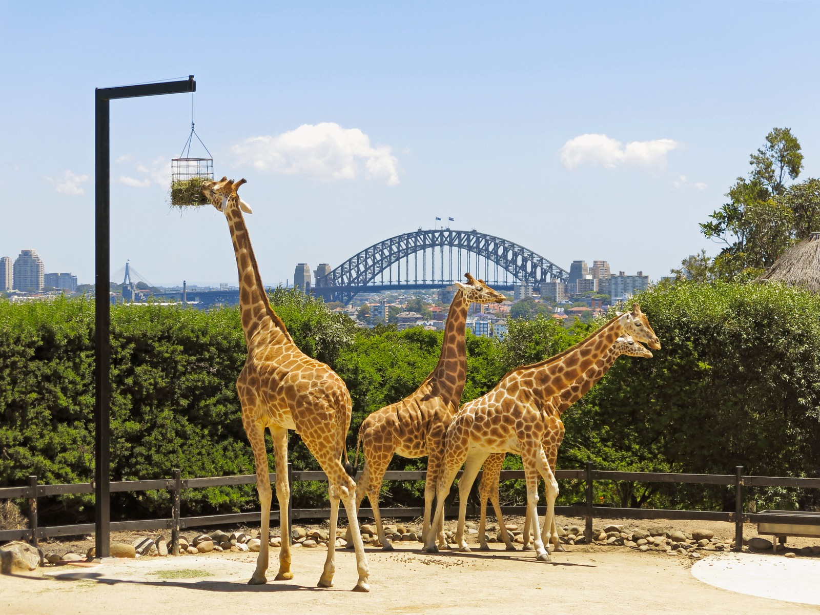 Giraffes eat grass at the Tronga Zoo in Sydney, one of the best zoos in the world