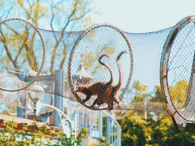 Image of a monkey crossing a net bridge at the Philadelphia Zoo for a piece on the best zoos in the U.S.