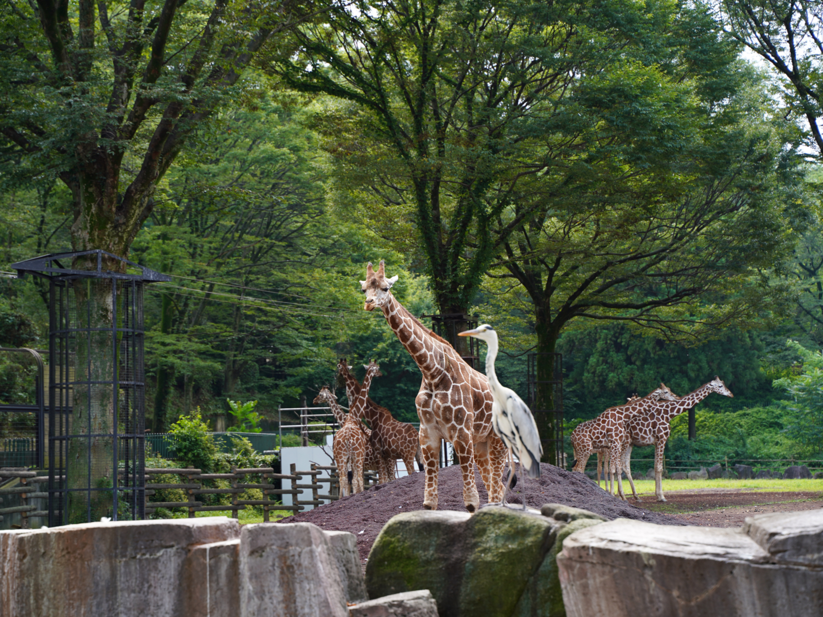 Giraffes and birds at the National Zoo in Japan, one of the best zoos in the world