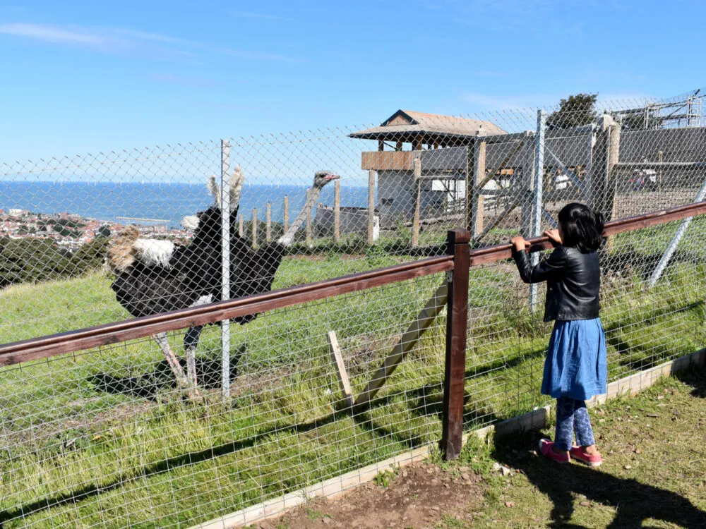 Girl stands at the fence of the Welsh Mountain Zoo, one of the best zoos in the world