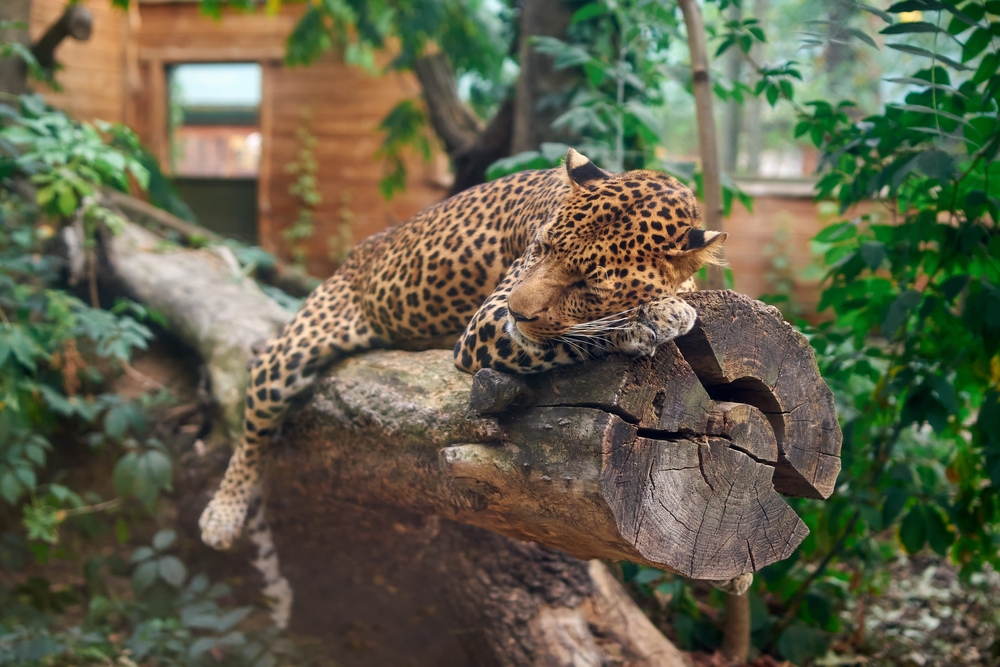 A spotted leopard lies on a fallen log in a zoo habitat surrounded by greenery to mimic a forest in a list of the top zoos in the United States 