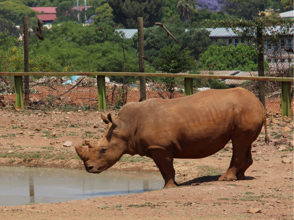 Photo of a Rhino at one of the best zoos in the world, the Pretoria zoo