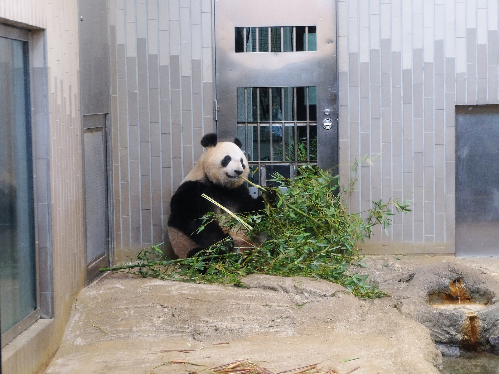 Giant panda at the Toronto zoo, one of the best in the world