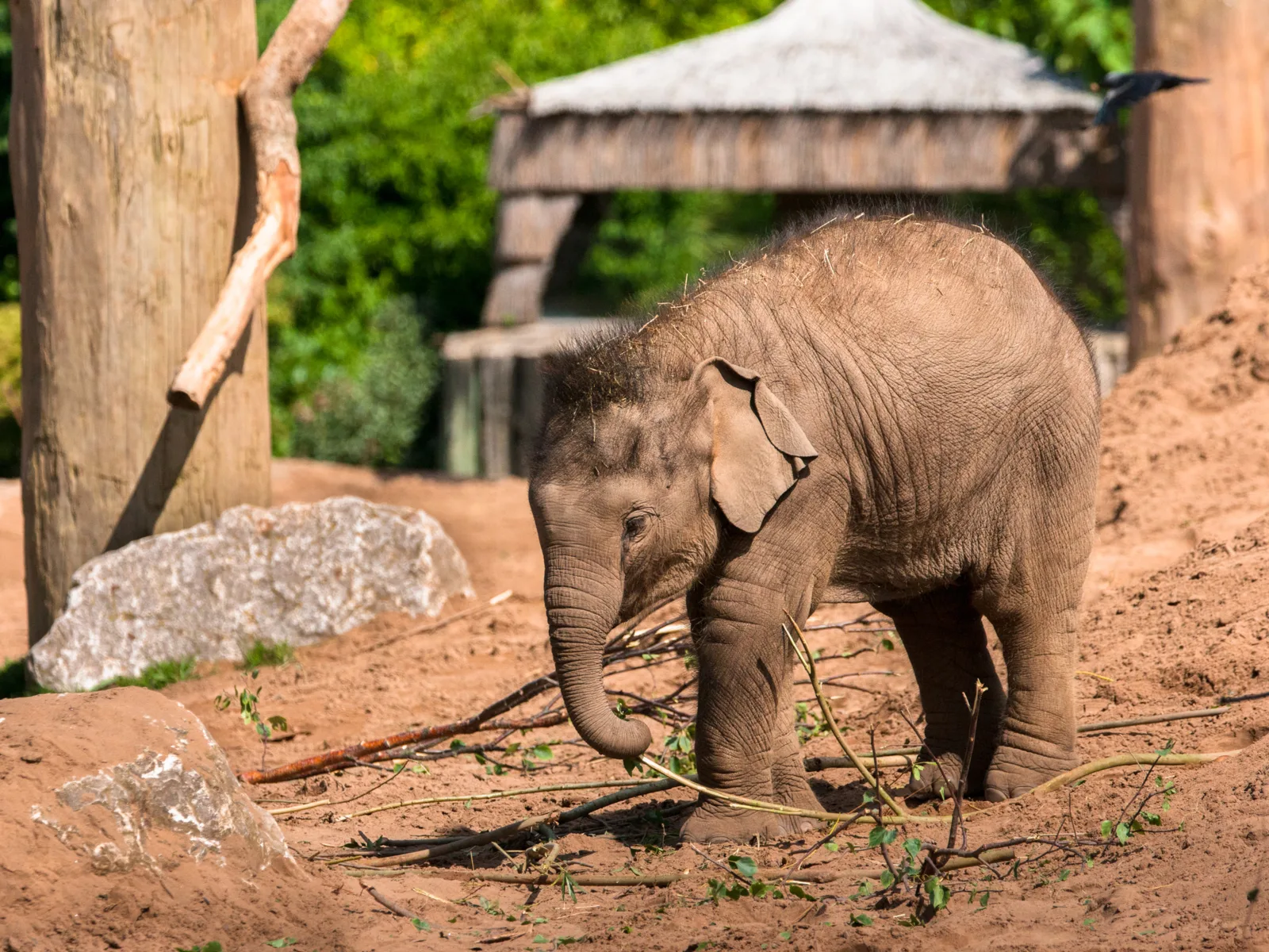 Baby elephant at the Chester Zoo, one of the best zoos in the world