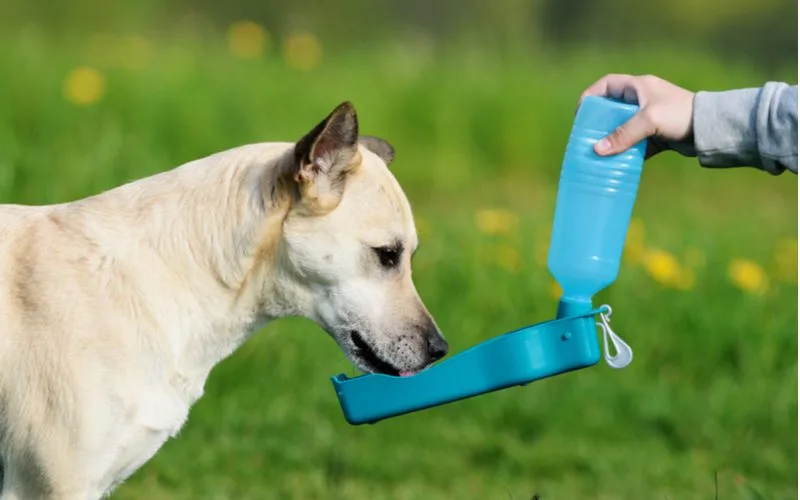 Featured image for a roundup on the 7 best dog water bottles featuring a shepherd dog drinking water out of a blue dog water bottle
