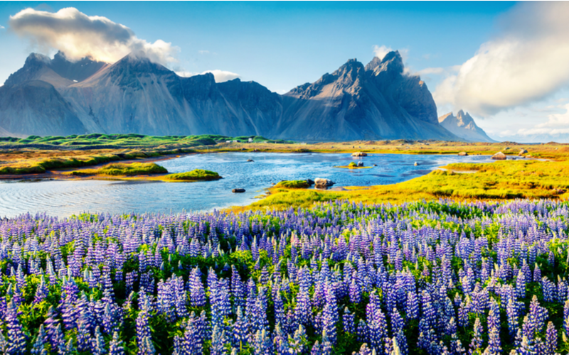 Seeing the gorgeous blooming Lupine flowers is one of the best things to do in Iceland