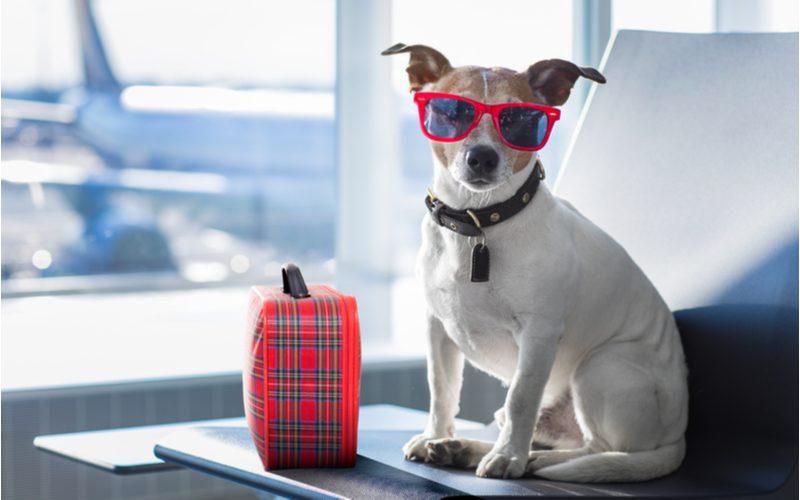 Small dog sitting outside of his best airline approved pet carrier wearing sunglasses