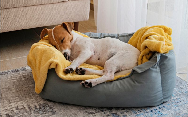 Cute dog snuggling with the best pet blanket