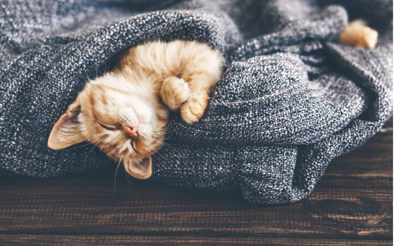 Cat snuggling under the best pet blanket on the floor
