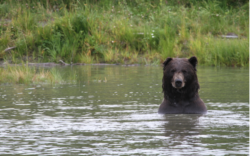 Grizzly bear standing in the water for a piece on the best bear spray