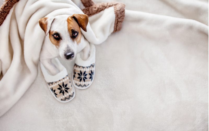 Cute dog under the best pet blanket wearing Norwegian-style slippers