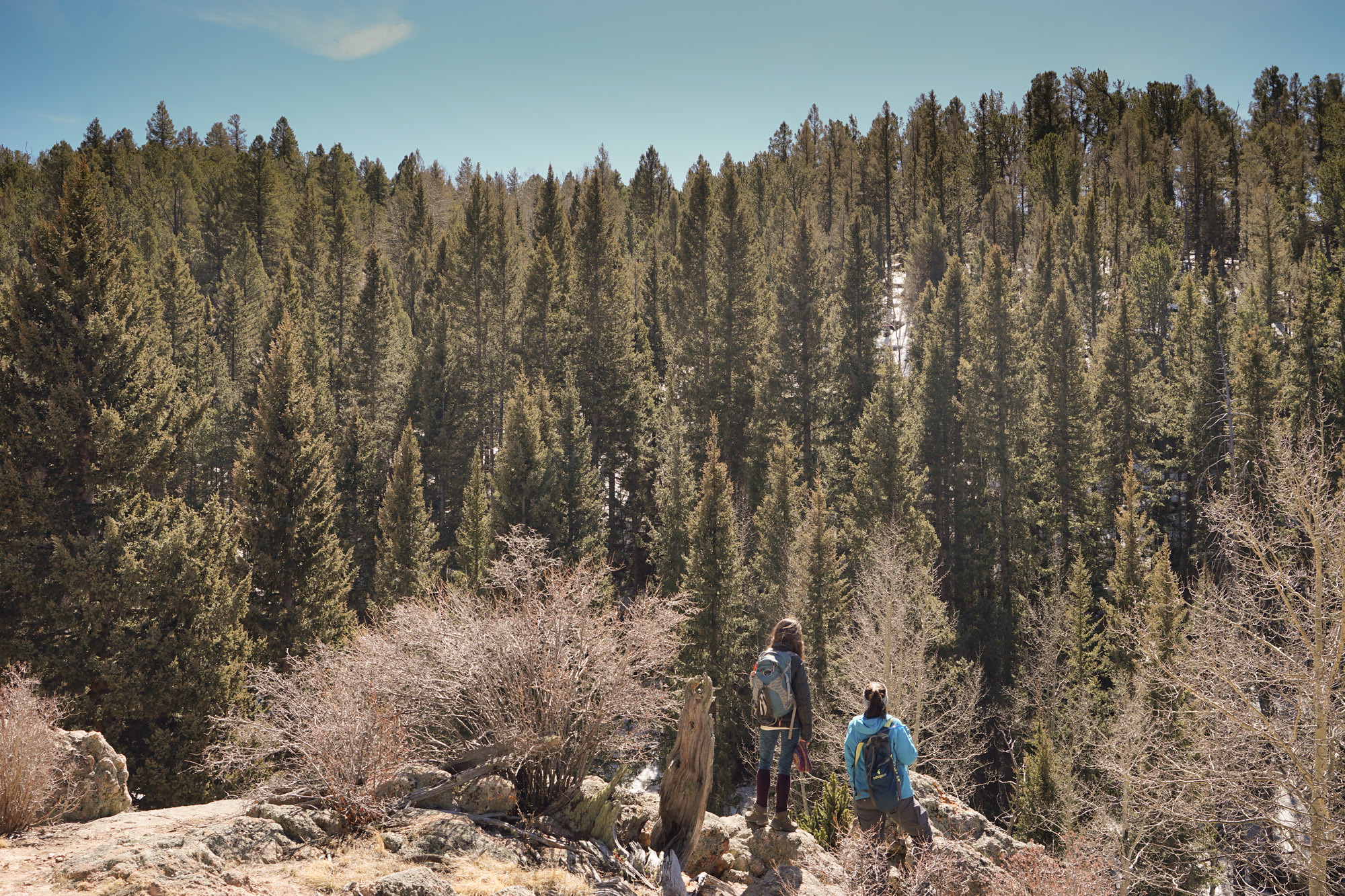 Folks hiking in Mueller State Park, one of Colorado Springs's best attractions