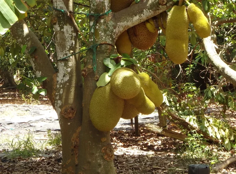 Mangos on a tree in the Unbelievable Acres Botanic Garden, one of the best in Florida