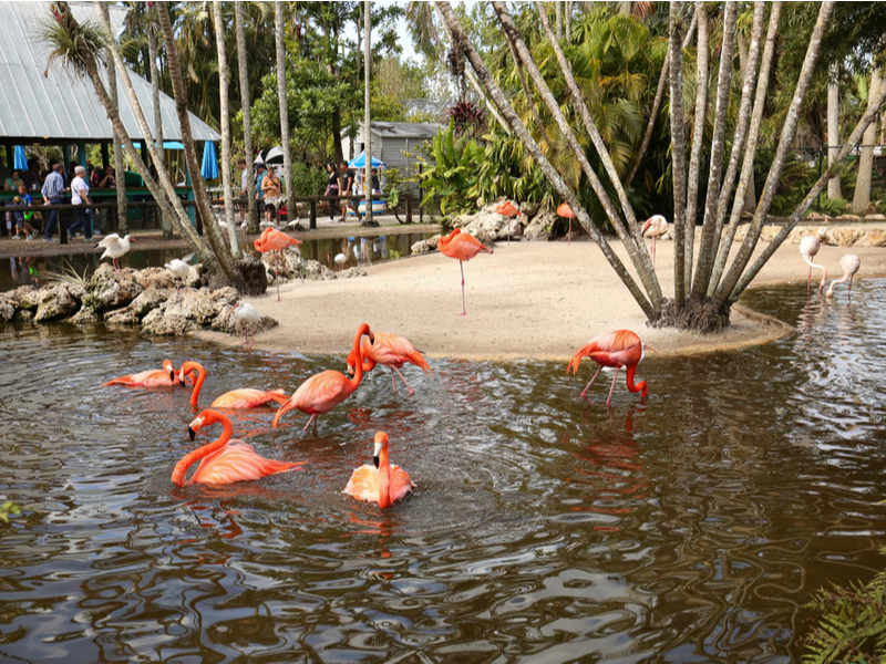 Flamingo Gardens in Davie, some of the best botanical gardens in Florida