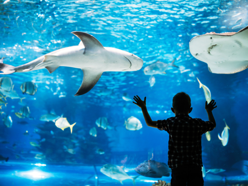 Boy watching sharks swim at the Sea Life Aquarium, one of the best things to do in Orlando