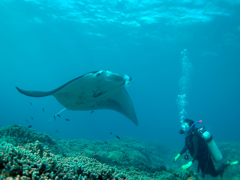 Guy diving with manta rays as one of the coolest things to do in Hawaii