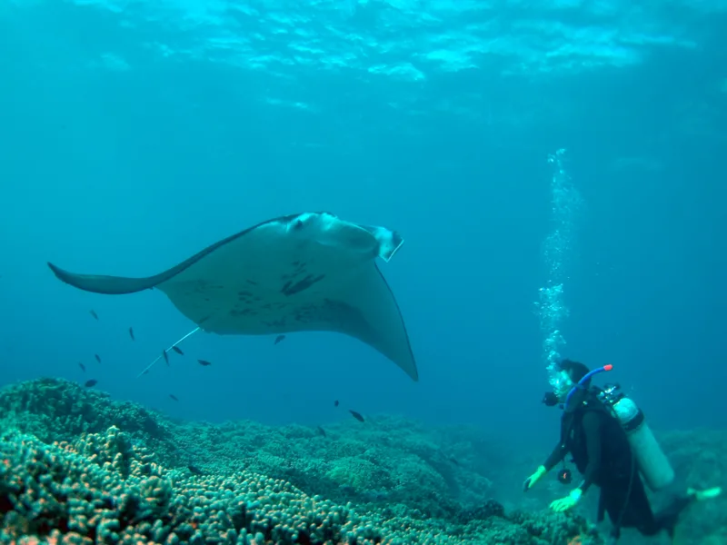 Guy diving with manta rays as one of the coolest things to do in Hawaii