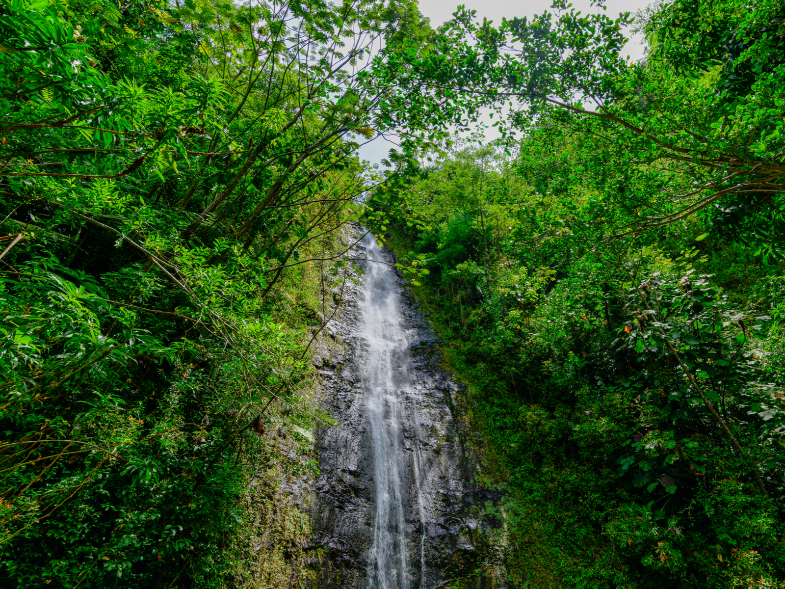Mānoa Falls, one of the best hikes in Hawaii, as viewed from the ground