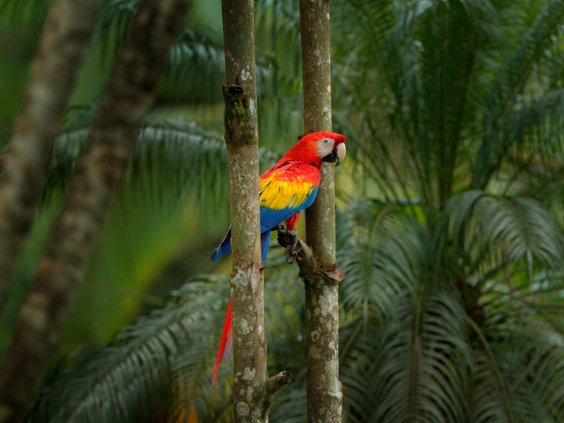 Image of a Macaw in a tree during one of the best times to visit Costa Rica