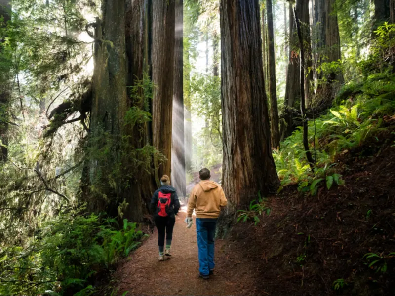 Folks walking through the Redwood National Park, one of the best American National parks