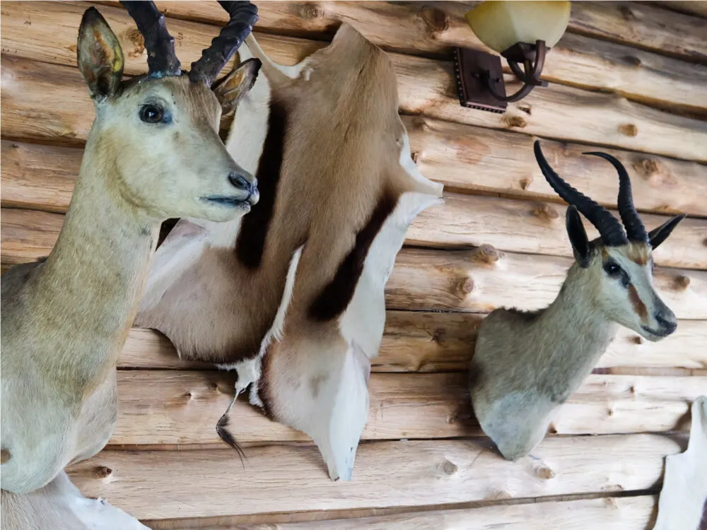 Taxidermy deer at the Graveface Museum in Savannah, one of the best things to do there