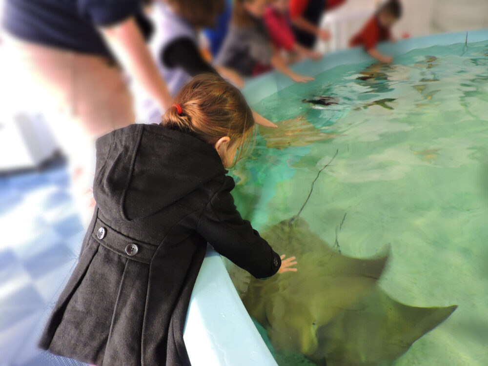 Kid touching a sting ray at the aquarium, one of the best things to do in Savannah, GA