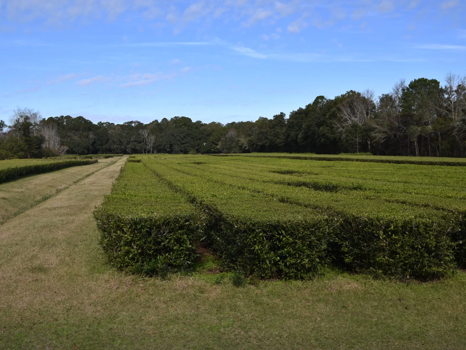 One of the best things to do in Charleston, the tea plantation