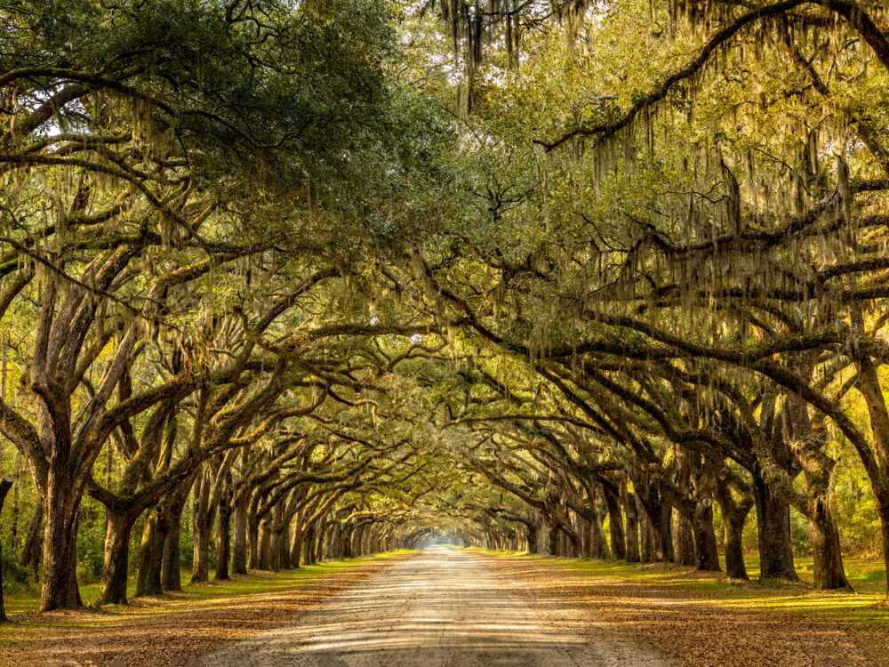 Wormsloe alley, one of the best things to do in Savannah GA