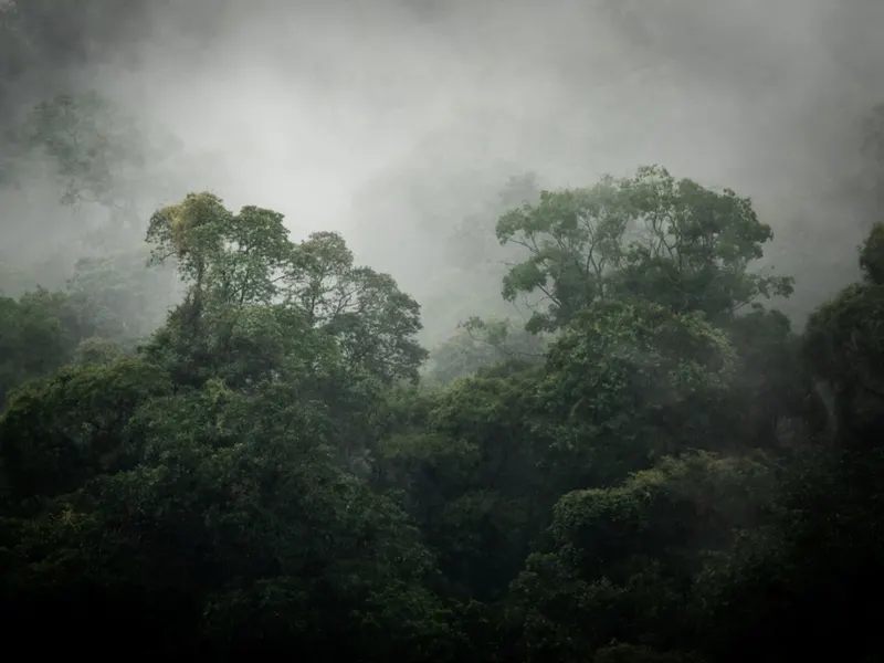 Rainy day in a Costa Rican forest during the worst time to visit