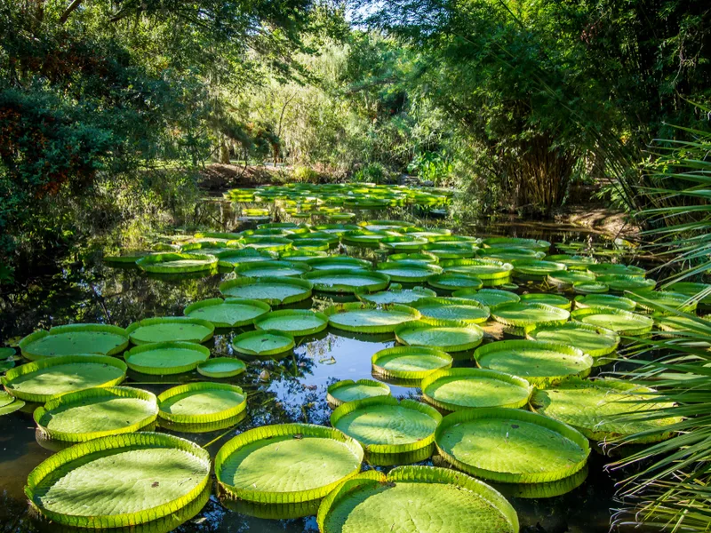 Lily pads at Kanapaha Botanical Gardens, some of the best in Florida