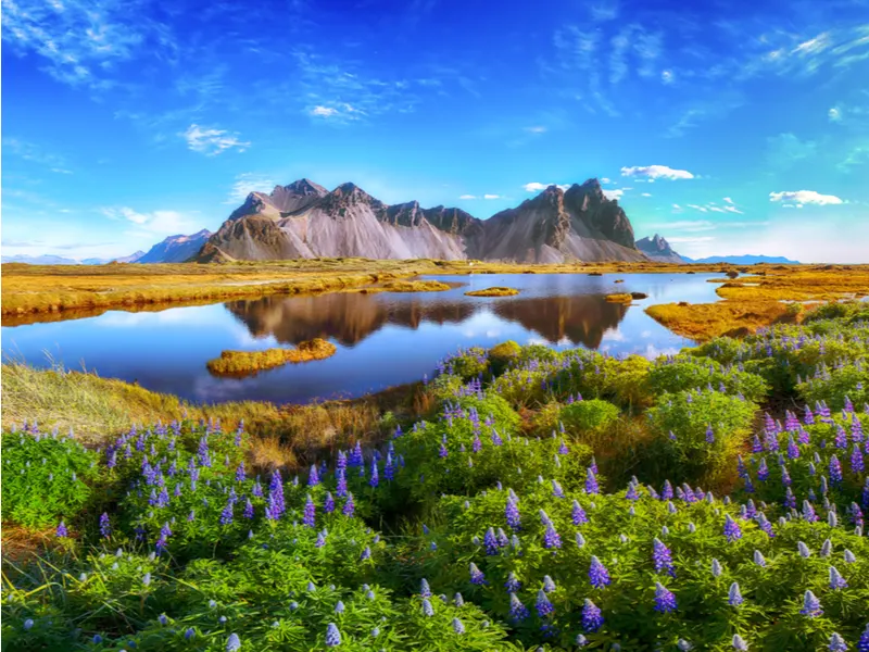 Lupine flowers photographed during the best time to go to Iceland on Stokksnes Cape
