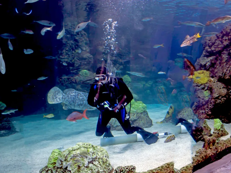 Denver Aquarium, one of the best things to do in Denver