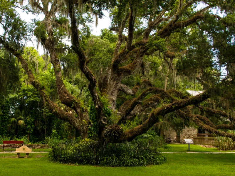 Giant tree in the middle of the Dunlawton Sugar Mill Gardens, one of the best gardens in Florida