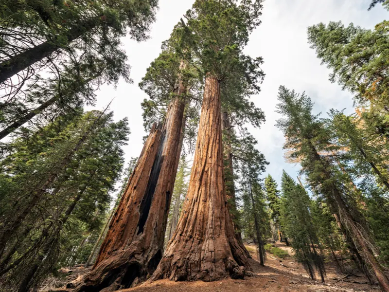 Giant Sequoia tree showing why Sequoia National Park is one of the best National Parks in the USA