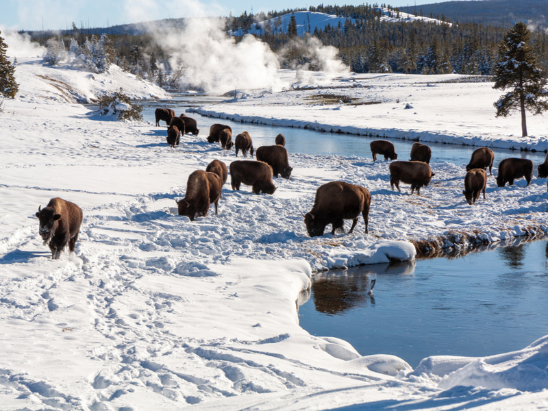 Bison grazing during the worst time to visit Yellowstone