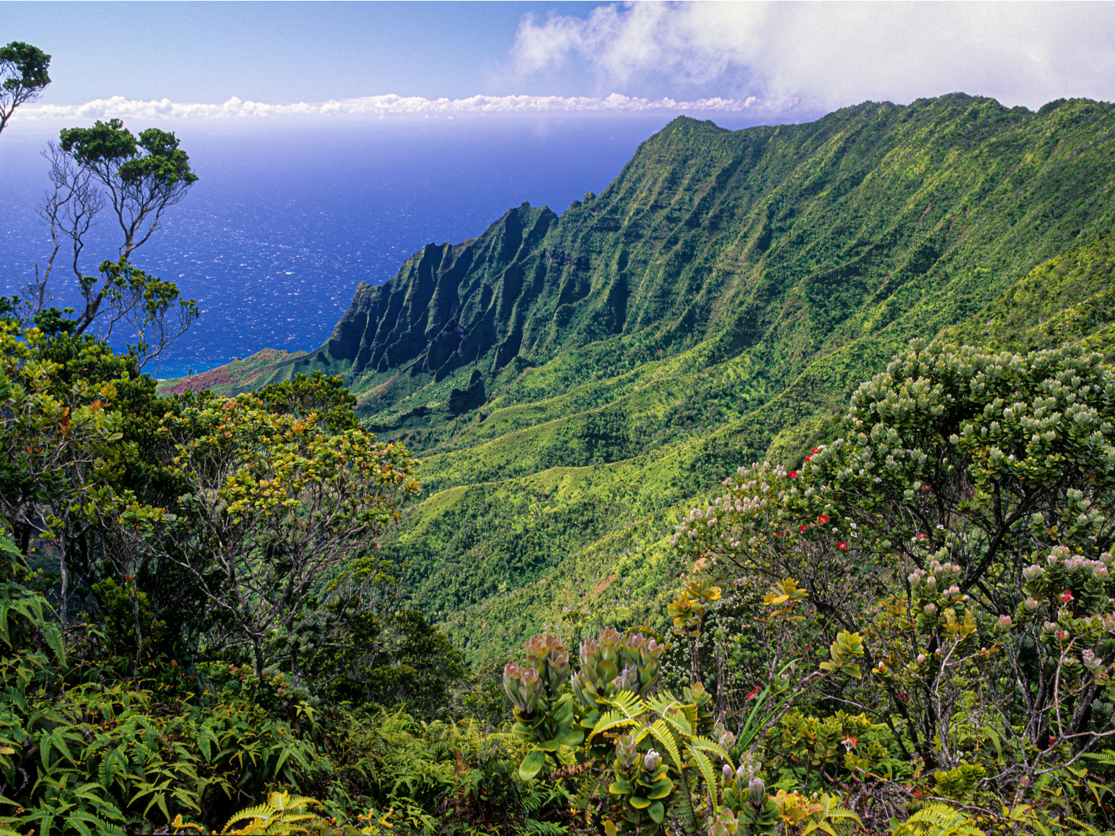 View from one of the best hikes in Hawaii, the Kōkeʻe State Park