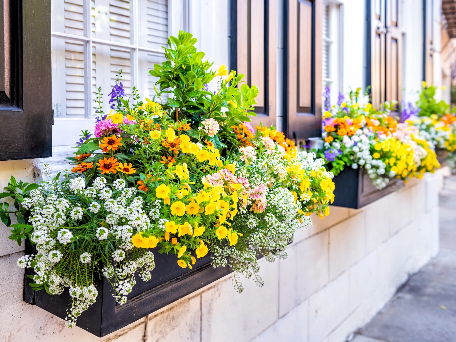 Gorgeous flowers at the French Quarter Inn, one of the best things to do in Charleston