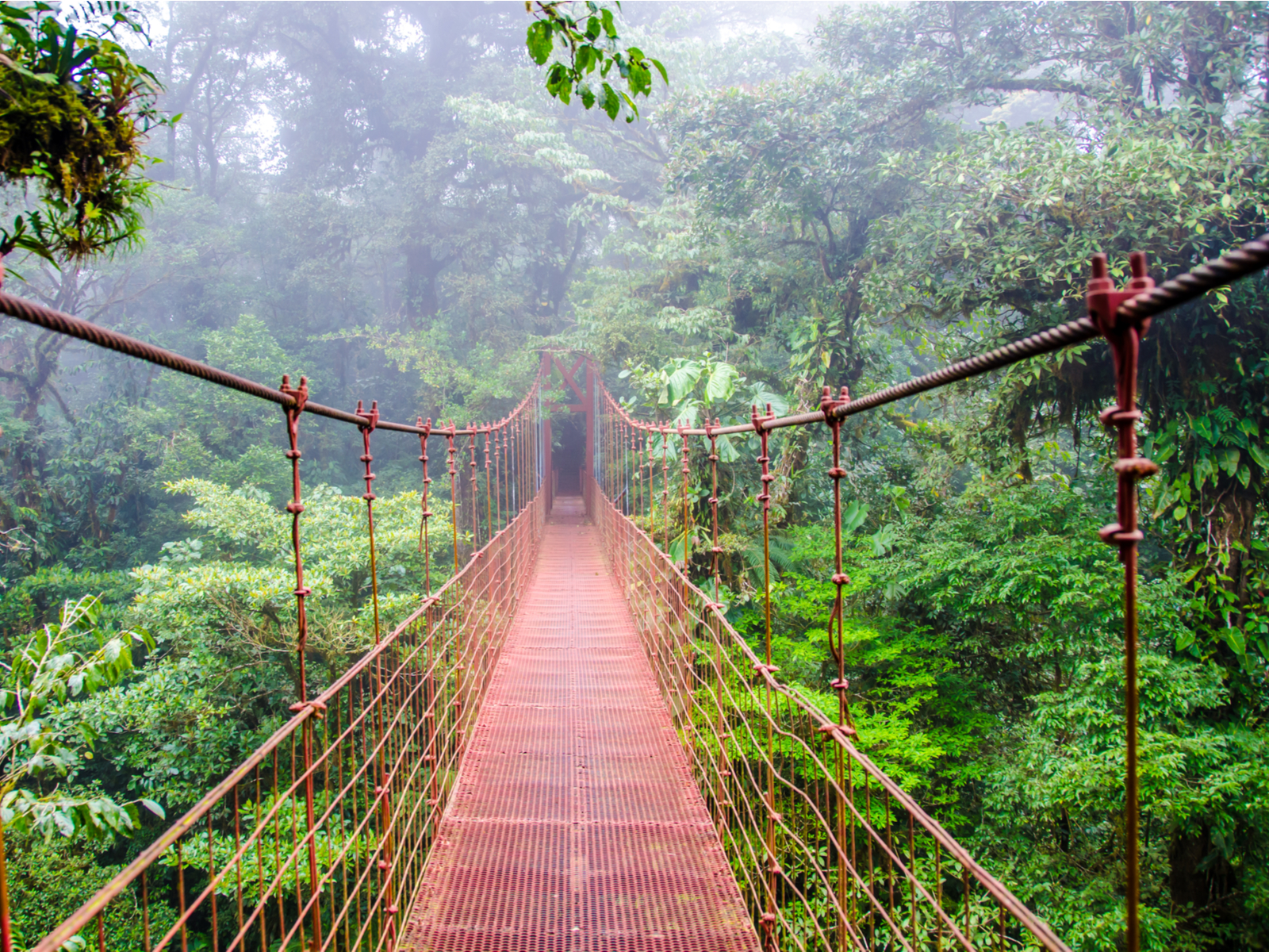 Suspension bridge in Monteverde Cloud Forest Reserve, one of the best hikes in the world