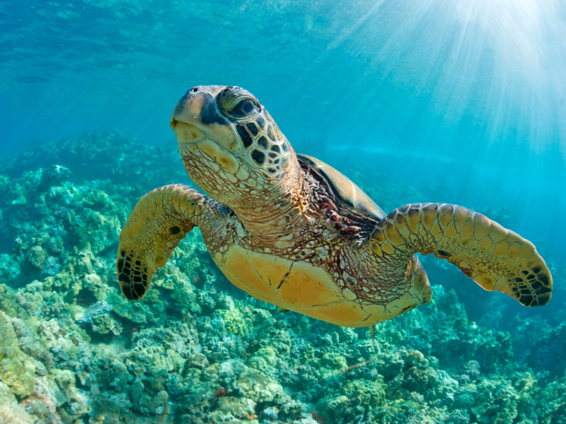 Snorkeling with sea turtles is definitely one of the best things to do in Hawaii