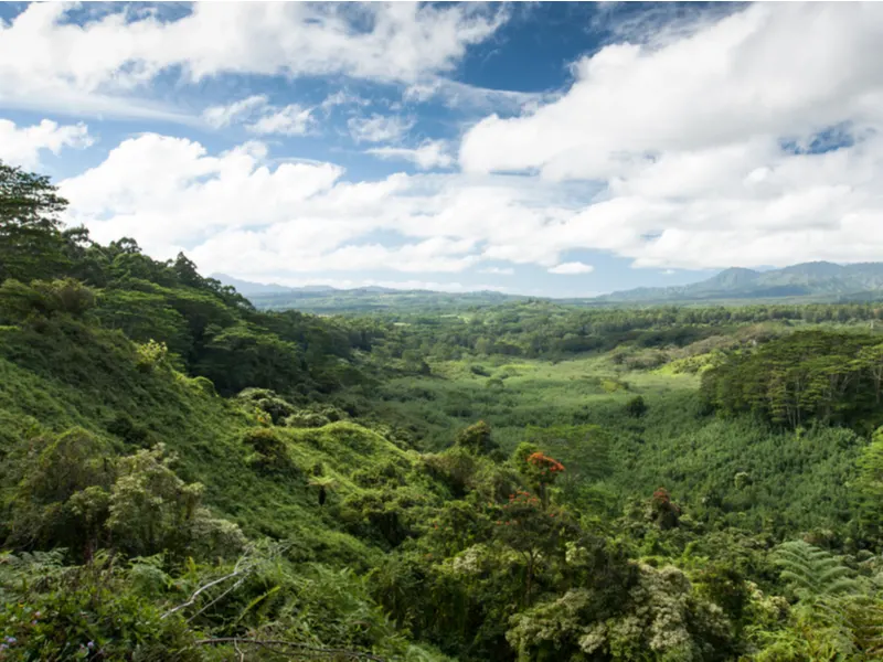 Lush greenery from one of the best hikes in Kauai, the Kuilau Ridge Trail