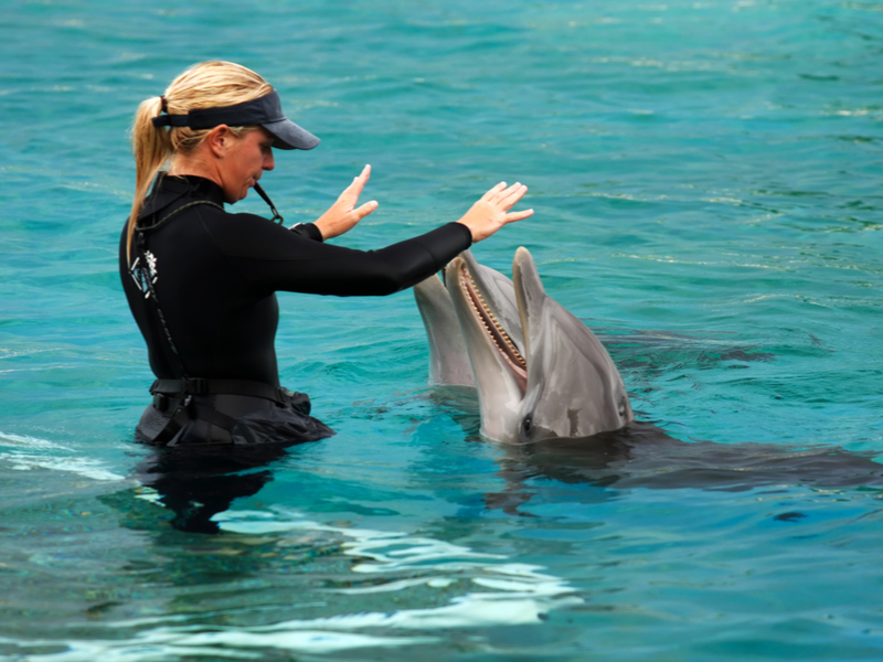 Image for a post on the best things to do in Hawaii featuring a woman training dolphins