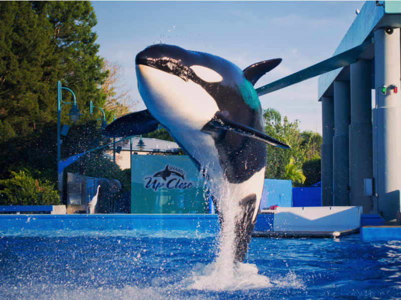 Shamu in Sea World, one of the best attractions in Orlando Florida