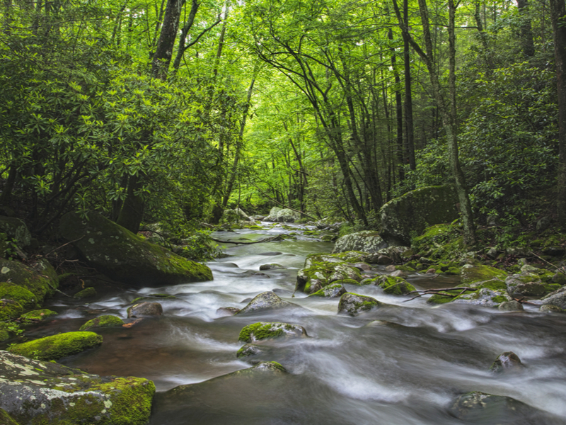 Stream in Great Smoky Mountains National Park, one of the best national parks in the United States