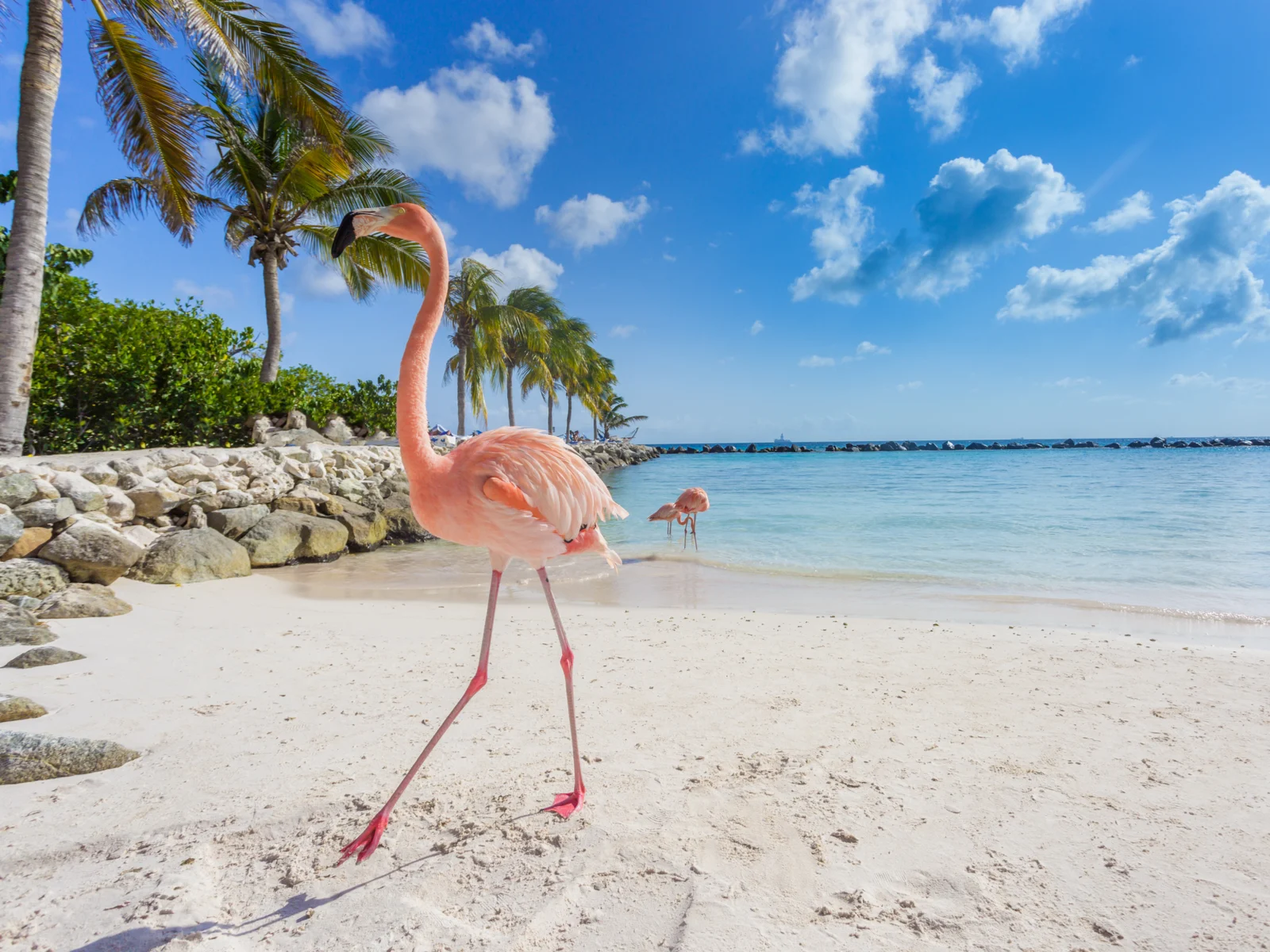 Pink flamingos on the beach pictured during the overall best time to visit Aruba