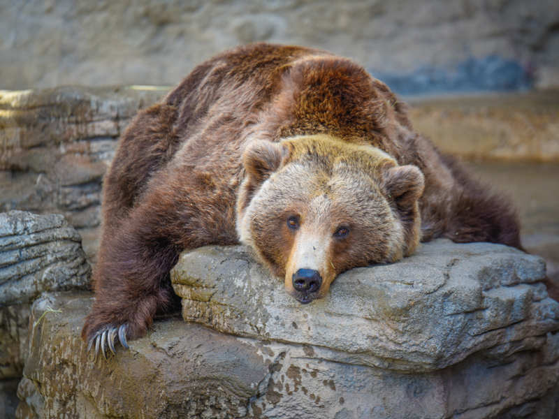 Image of a grizzly bear at the Denver Zoo, one of the best things to do in Denver